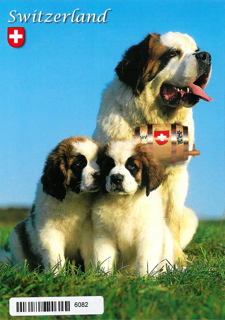 Postcards 06082 St-Bernard Switzerland